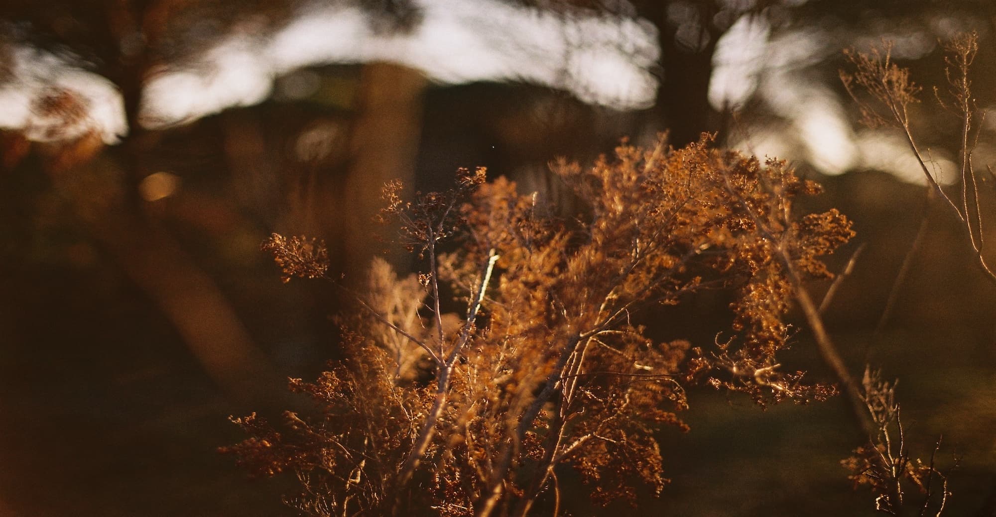 Atmosphärische Natur – warm und einladend